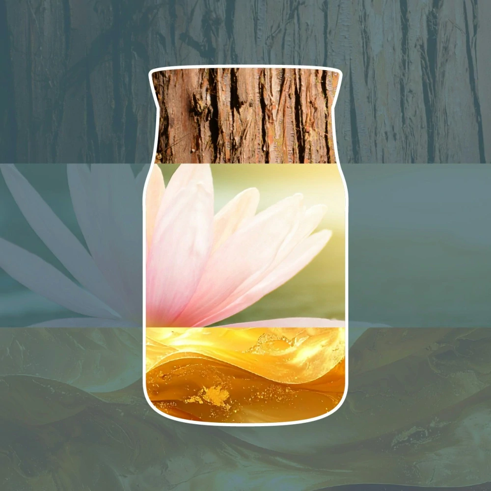 Yankee Candle náplň pro vůni do elektrické zásuvky Bayside Cedar 2 x 18,5 ml