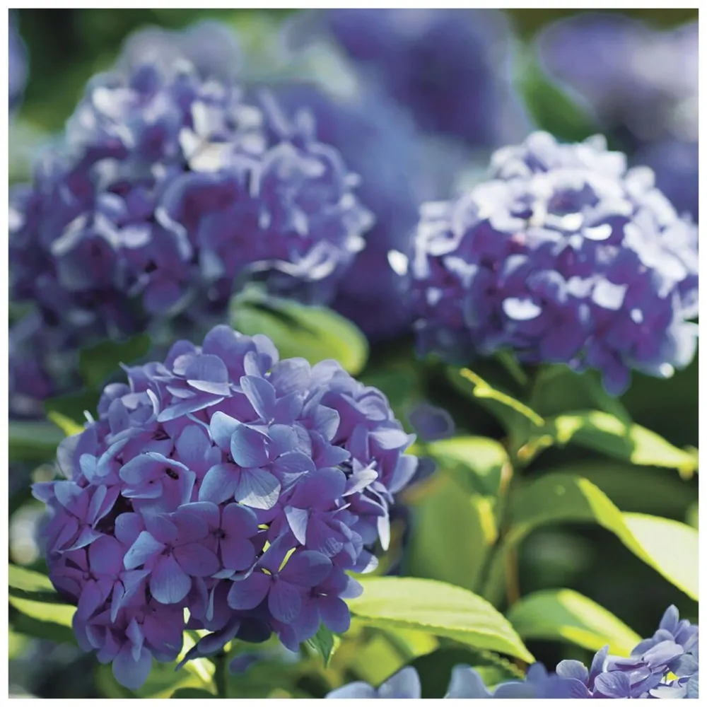 Village Candle - vonná svíčka Hydrangea (Hortenzie) 602 g