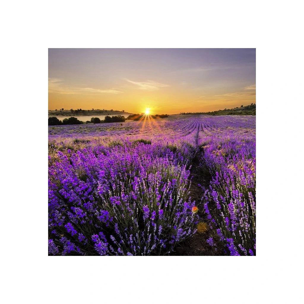 Village Candle - vonná svíčka Lavender (Levandule) 602 g