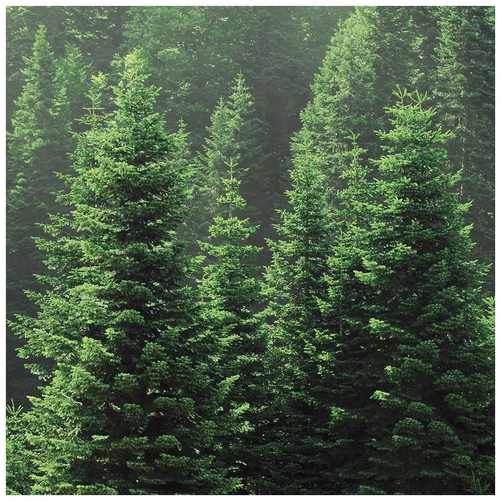 Village Candle - vonná svíčka Balsam Fir (Jedle) 602 g
