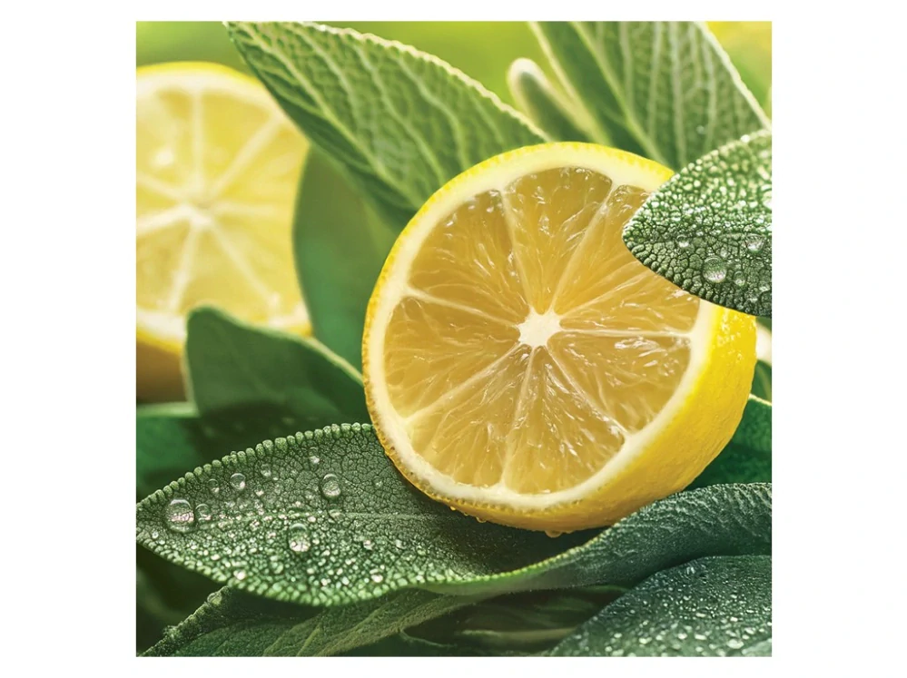 Yankee Candle Signature velká vonná svíčka Sage & Citrus 567 g